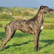 Lurcher