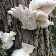 Pleurotus Albidus