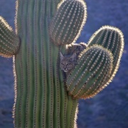 Saguaro National Park