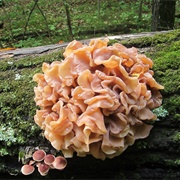 Phaeotremella Frondosa