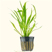 Narrow Leaf Chain Sword