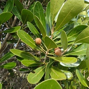 Tapia (Uapaca Bojeri)