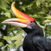 Rhinoceros Hornbill