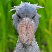 Shoebill