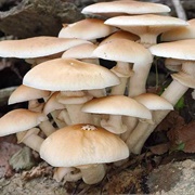 Poplar Mushroom (Cyclocybe Aegerita)