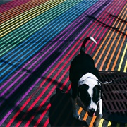 Dogs Only See in Black and White.