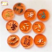 Bacteria Candy