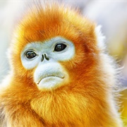 Golden Monkey