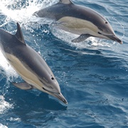 See a Dolphin in Its Habitat