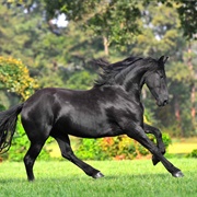Friesian