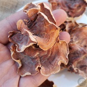 Gloeostereum Incarnatum