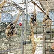 Gibbon Conservation Center