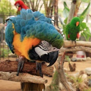 Free Flight Exotic Bird Sanctuary