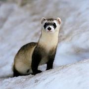 Black Footed Ferret