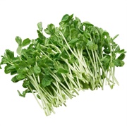 Snow Pea Sprouts
