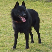 Groom a Schipperke