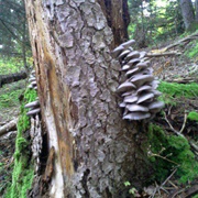 Oyster Mushroom