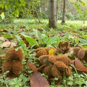 Chestnuts