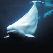 Beluga Whale