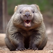 Wombat