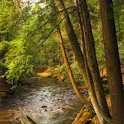 Shade River State Forest