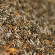 A Bike of (Wild) Bees