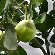 Bola Verde (Anisocapparis Speciosa)