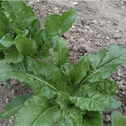 Silq (Sahih Al-Bukhari)