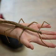 Stick Insects