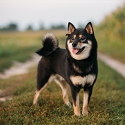 Shiba Inu