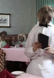 Wegman's Dogs (1982)