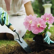 Create a Flower Garden