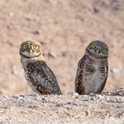 Burrowing Owl