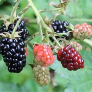 Brambleberries