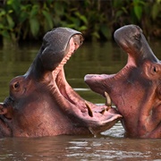 Hippo