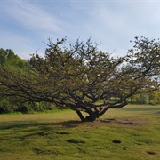 Nomansland Common, Sandridge, England