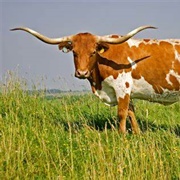 Longhorn