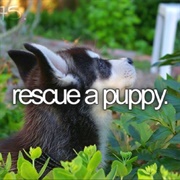 Rescue a Puppy