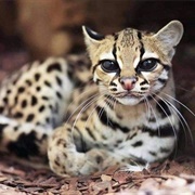 Margay