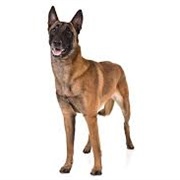 Belgian Shepherd Malinois