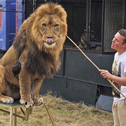 How Lion Taming Works