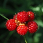 Korean Raspberry (Rubus Crataegifolius)