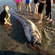 Giant Oarfish