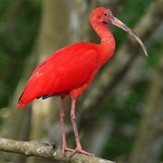 Ibis