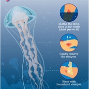 Urine Relieves Pain From Jellyfish Burns