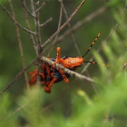Leichhardt's Grasshopper