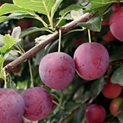 Kelsey Plum (Prunus Salicina Spp.)