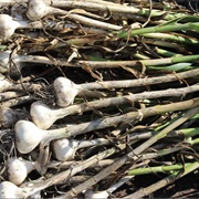 Garlic (Quran Verse 1)