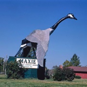 Maxie, the World's Largest Goose