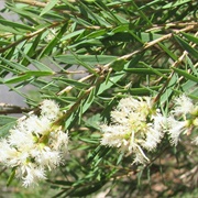 Melaleuca
